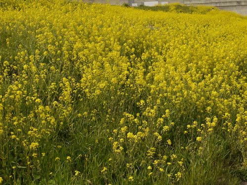 江戸川 菜の花咲き乱れスポット