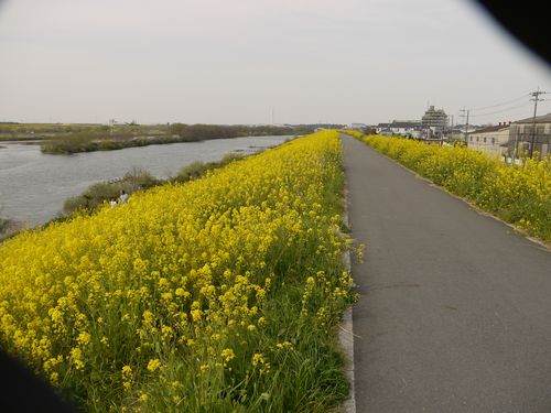 江戸川 菜の花咲き乱れスポット
