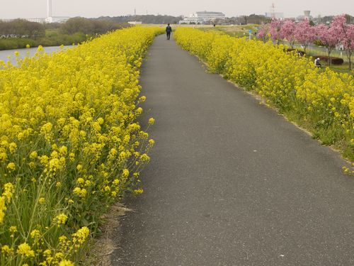 江戸川 菜の花咲き乱れスポット