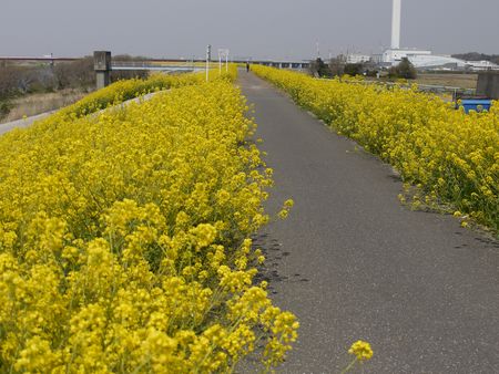 江戸川の菜の花は今がピークです