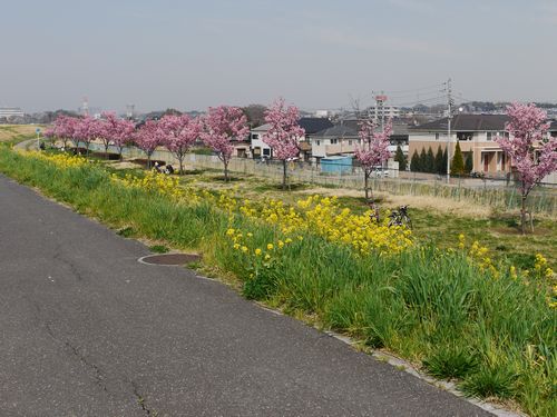 2018年　江戸川　菜の花スポット公開します