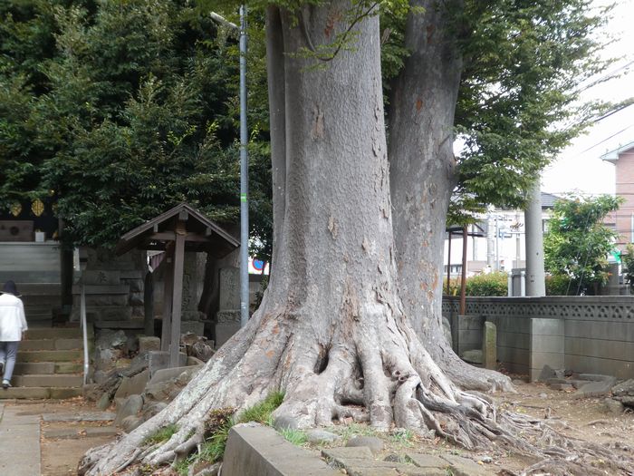 明治神社(松戸市上本郷)ガイド 松戸ペディア