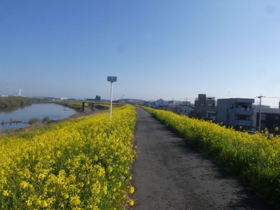 2022年　江戸川　菜の花スポット公開します