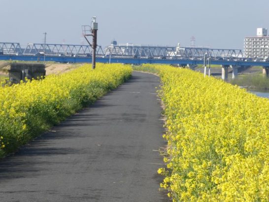 2022年　江戸川　菜の花スポット公開します