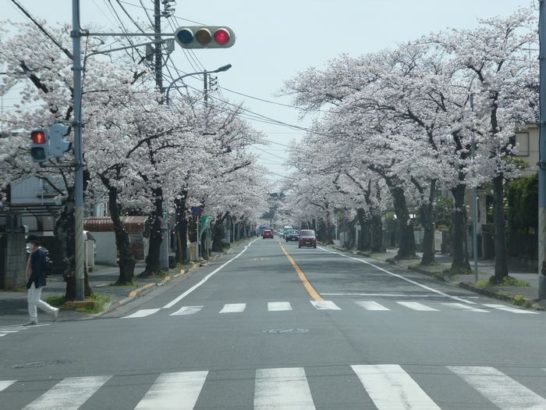 松戸市小金原の桜