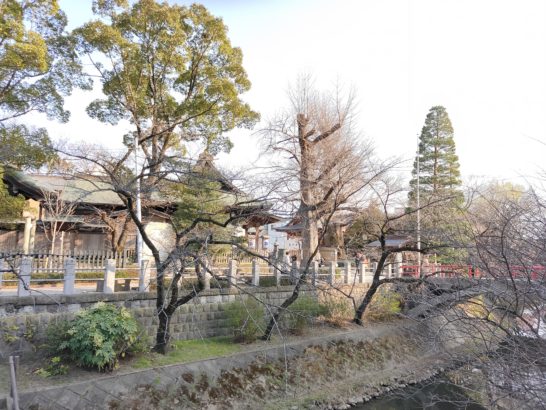 坂川から松戸神社を望む