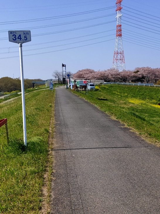 江戸川　菜の花2023 運河