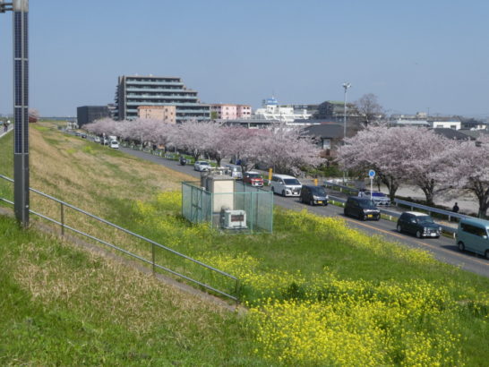 2023年江戸川　菜の花レポート　樋野口公園