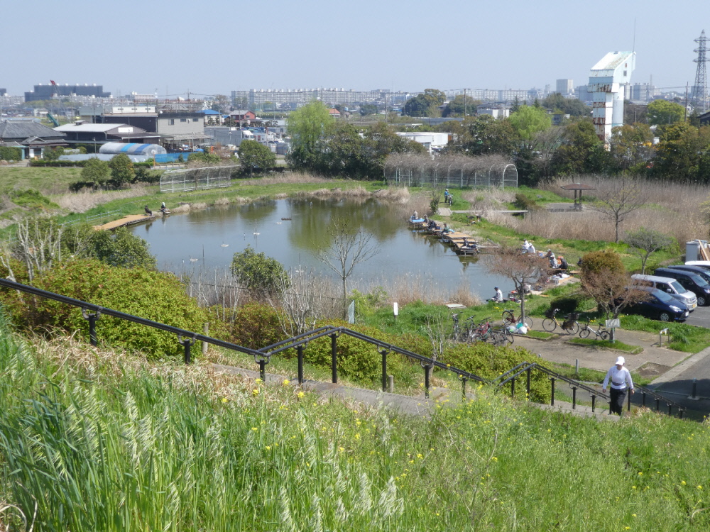 江戸川　菜の花2023　まこも池