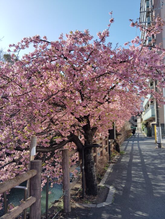 松戸神社近くの河津桜