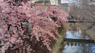 松戸市内の桜スポットガイド