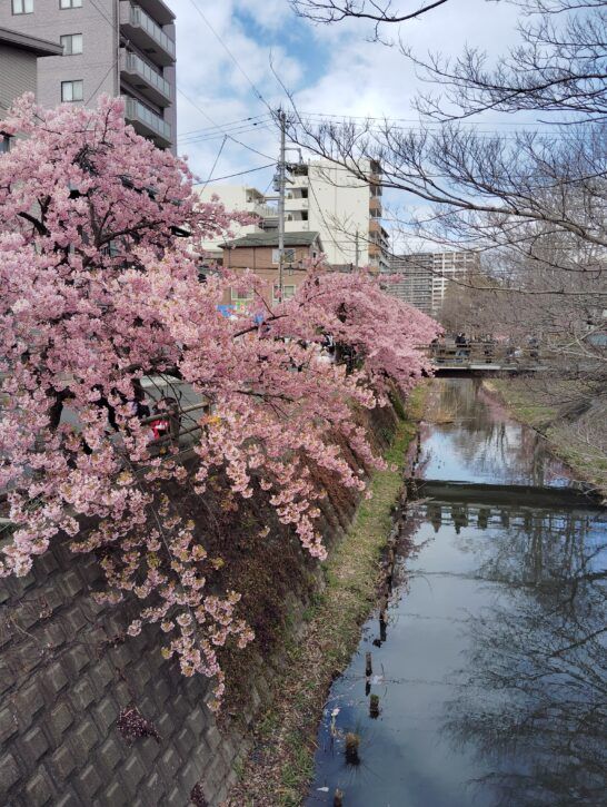 松戸市内の桜スポットガイド