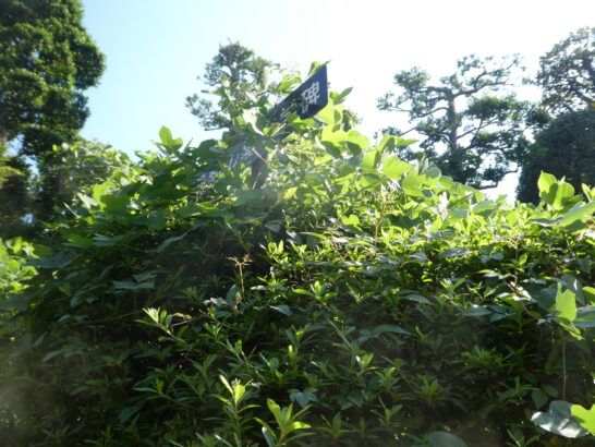 松戸の文学歴史遺産「野菊の墓」が歴史の波に埋もれてしまいそうな件。どうすればもう一度光り輝けるのか考えてみた。答えは「永遠の愛の聖地　」エターナルラブ（eternal love）だ！