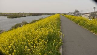 江戸川　菜の花スポットガイド