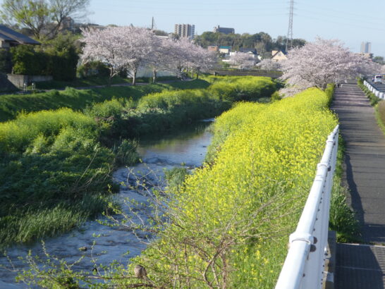 国分川（春木川）の桜