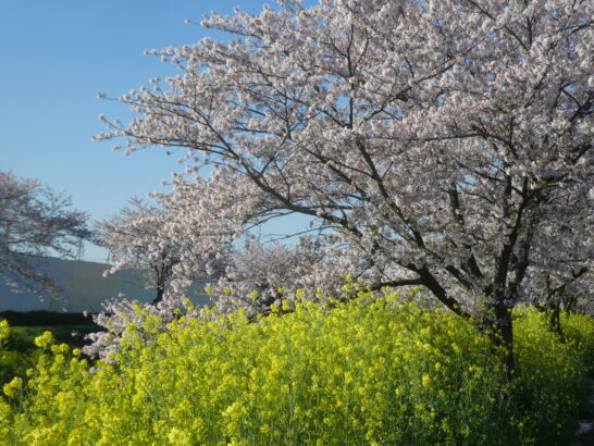 国分川（春木川）の桜