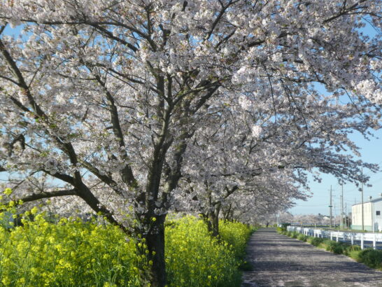 国分川（春木川）の桜