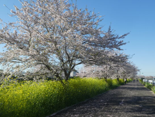 国分川（春木川）の桜