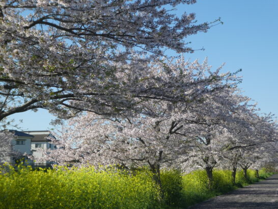 国分川（春木川）の桜