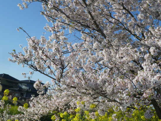 国分川（春木川）の桜