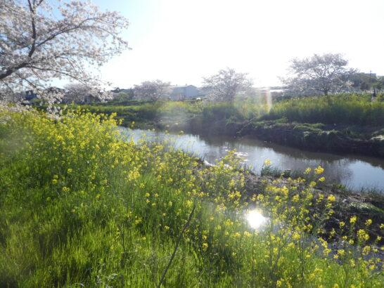 国分川（春木川）の桜