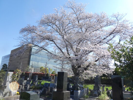 八柱霊園の桜