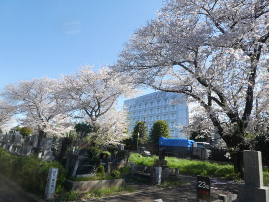 八柱霊園の桜