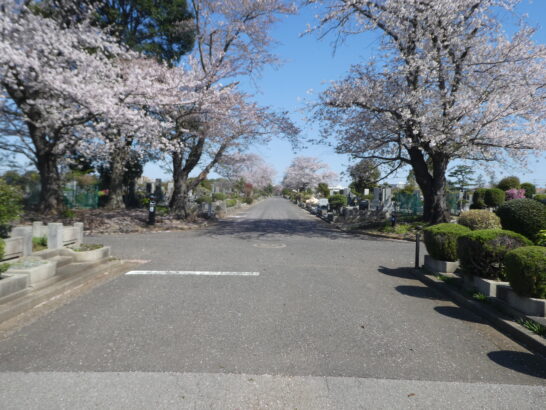 八柱霊園の桜
