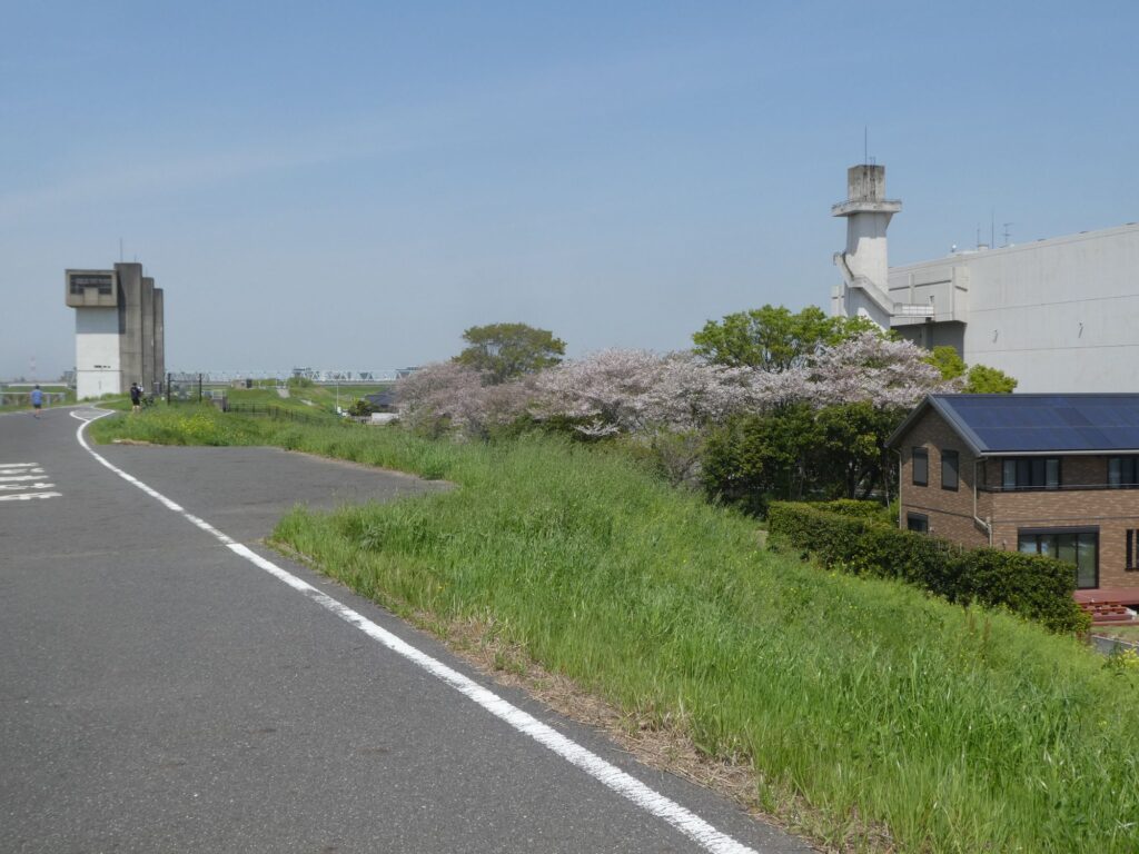 松戸排水機場辺りの桜