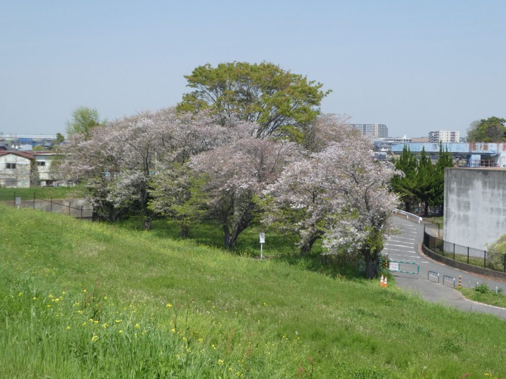 松戸排水機場辺りの桜