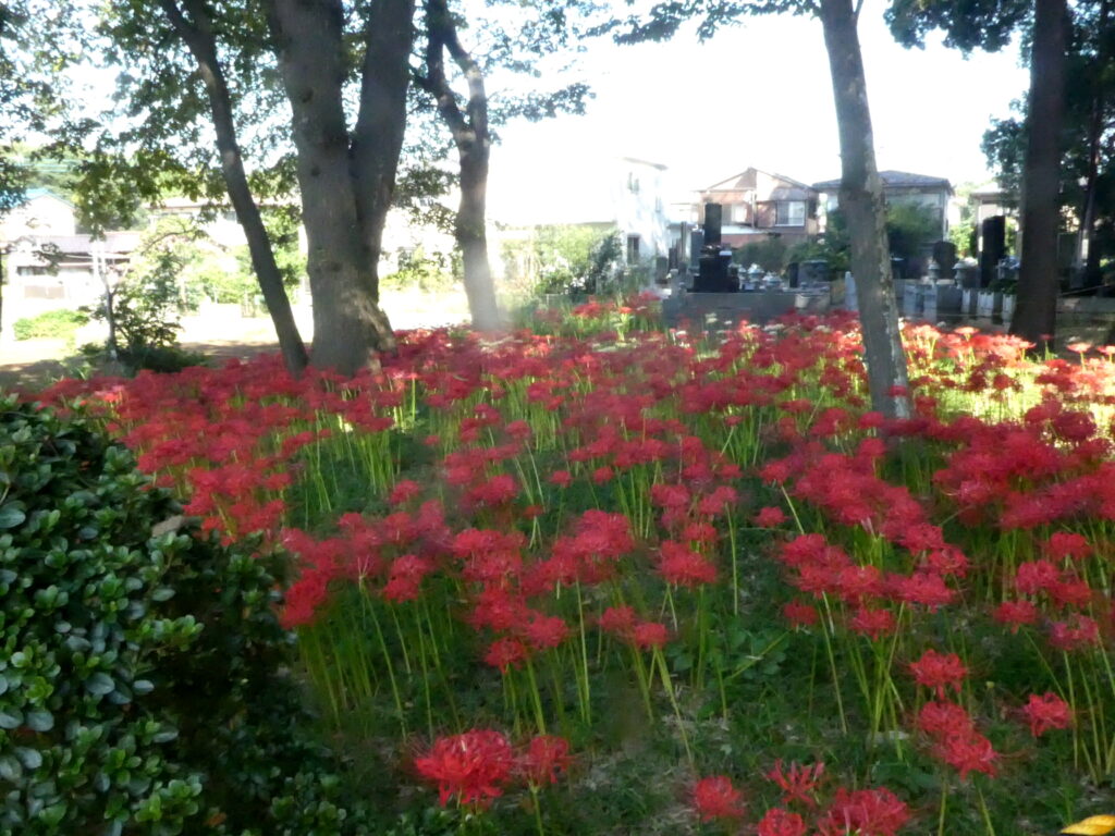 祖光院　彼岸花