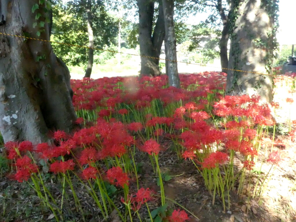 祖光院　彼岸花