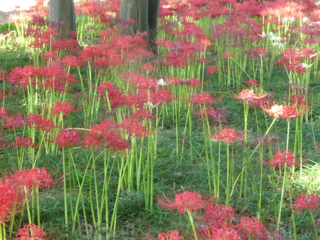 祖光院　彼岸花