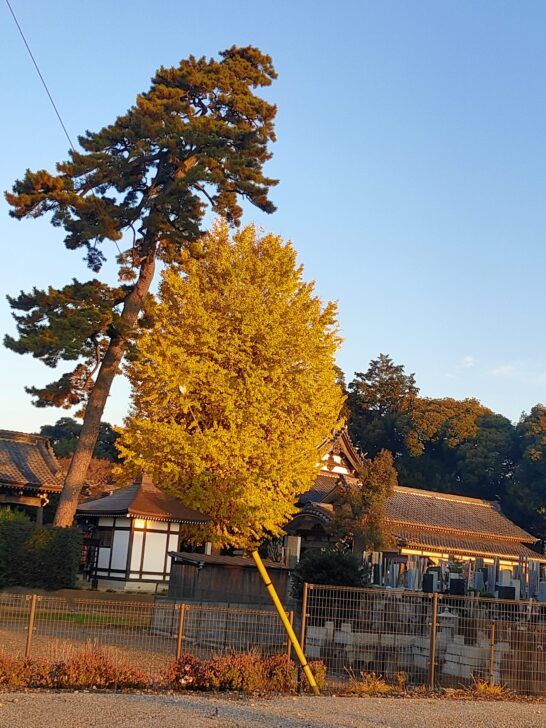 朝日に映える、花蔵院（けぞういん・松戸市岩瀬）の黒松