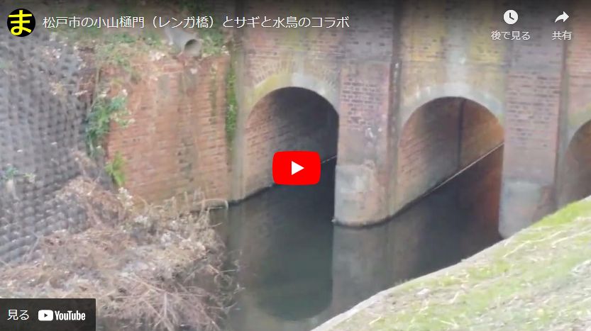 松戸市の小山樋門（レンガ橋）とサギと水鳥のコラボ