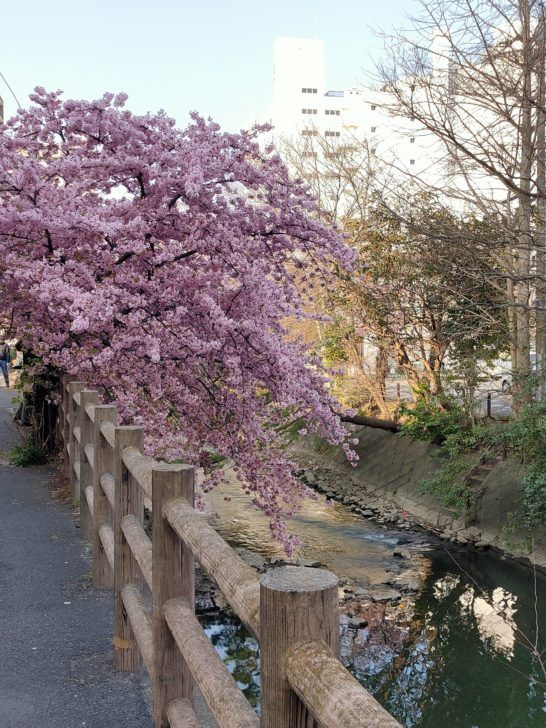 松戸神社近くの坂川沿いの河津桜