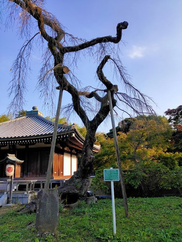 東漸寺（松戸市小金）の枝垂れ桜