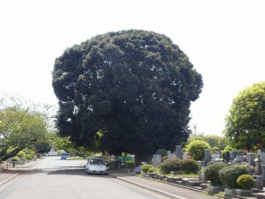 八柱霊園は巨木の宝庫