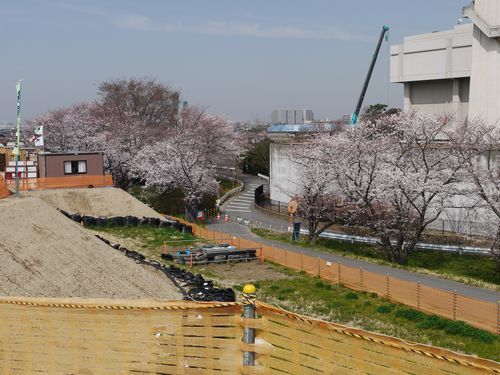 2018年　江戸川　菜の花スポット公開します