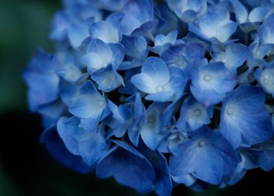 北小金のあじさい寺・本土寺の紫陽花（あじさい）の開花状況はテレフォンサービスでわかります