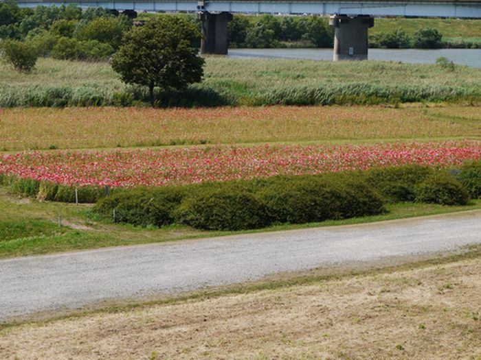 ５月２７日（土）江戸川松戸フラワーライン春の花まつり2017が行われます。ポピーはもう満開でお待ちです