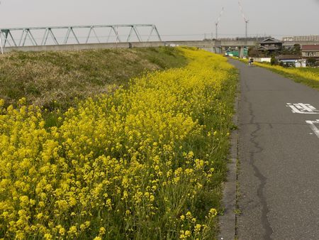 江戸川の菜の花は今がピークです（2017年版）