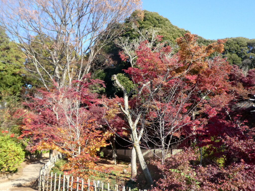 本土寺（千葉県松戸市）の紅葉