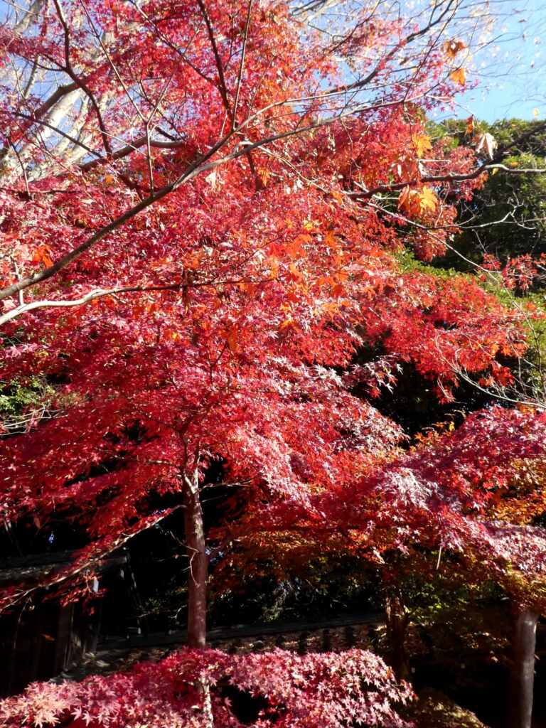 本土寺（千葉県松戸市）の紅葉