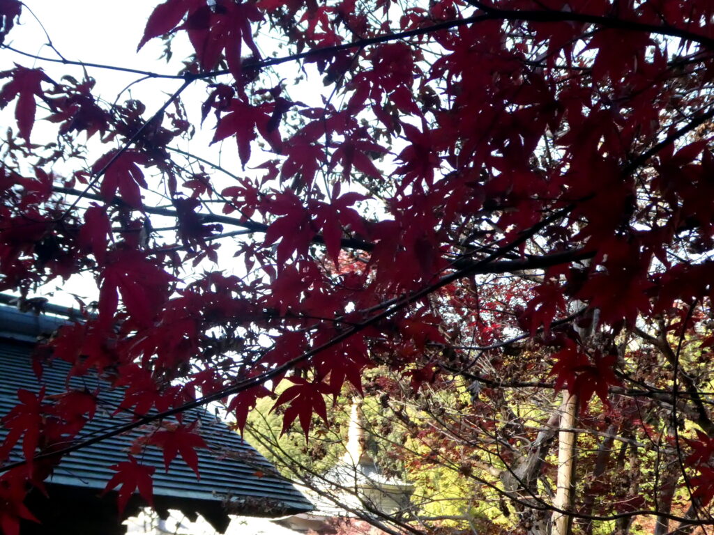 本土寺（千葉県松戸市）の紅葉