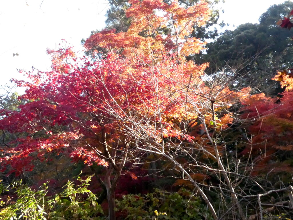 本土寺（千葉県松戸市）の紅葉