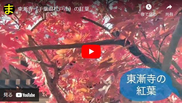 東漸寺（千葉県松戸市）の紅葉