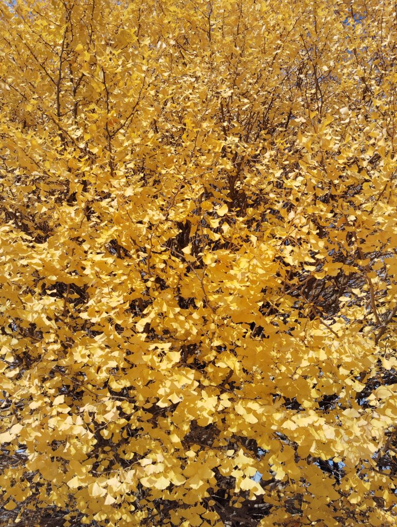 金谷寺（千葉県松戸市）の紅葉