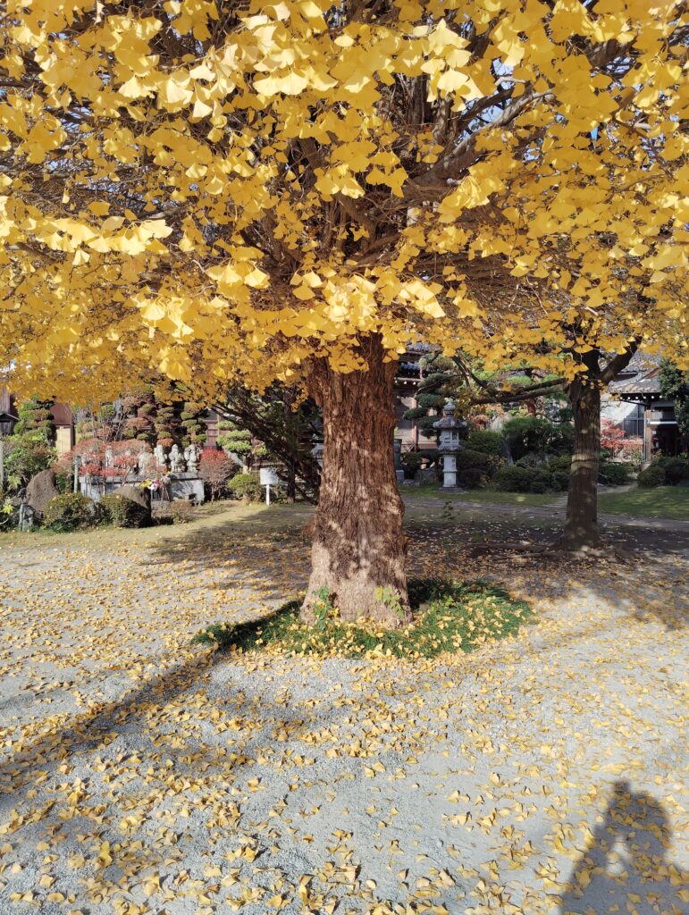 金谷寺（千葉県松戸市）の紅葉