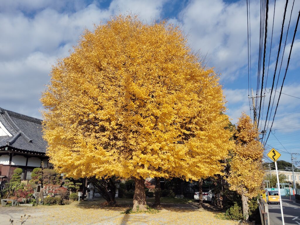 金谷寺（千葉県松戸市）の紅葉